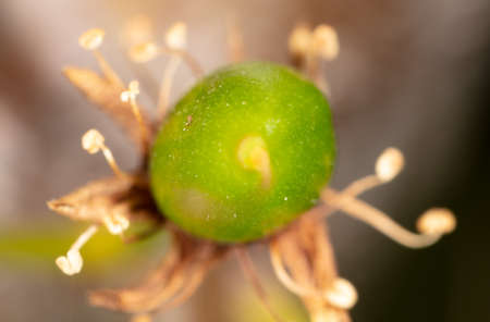 Small green plum fruit in nature in spring. Macroの写真素材
