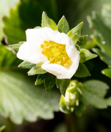White flowers on strawberries in the vegetable garden. close-upの写真素材