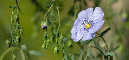 Small blue flower in nature. close-up