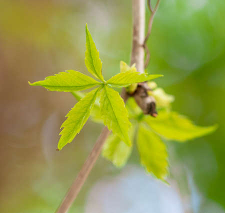 green leaves on the tree. Nature