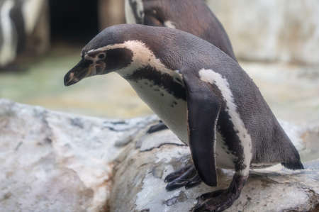 Portrait of a penguin in the park. animal
