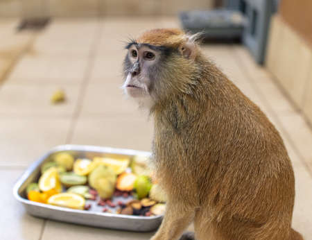 Monkey with fruits in the zoo. animalの写真素材