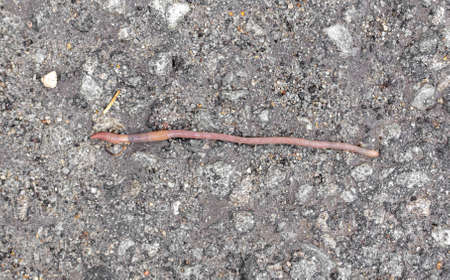 Earthworm on the asphalt road. close-up