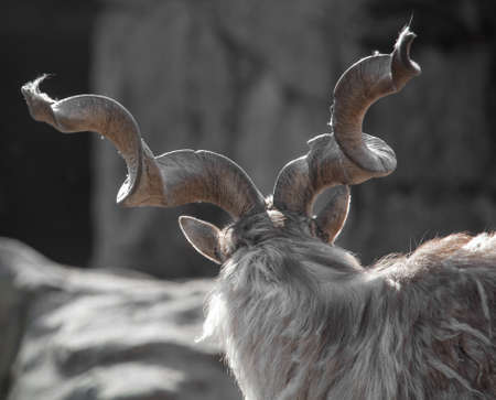 Twisted horns on the head of a mountain goat. close-upの写真素材