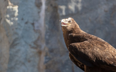 Portrait of an eagle in a park in the mountains.の写真素材