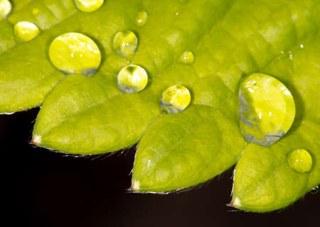 Raindrops on a green strawberry leaf. close-up