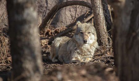 Wolf in the park in early spring. animal