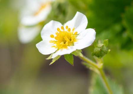 White flowers on strawberries in the vegetable garden. close-upの写真素材