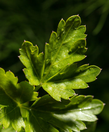 Green parsley leaves as a background. close-up