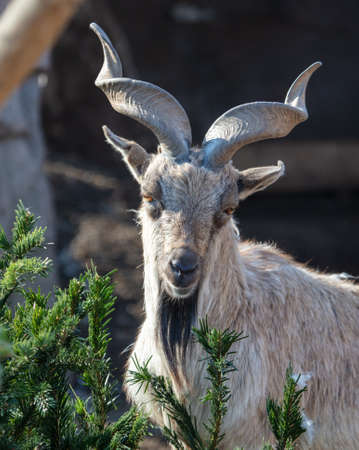 Mountain goat portrait in nature. animalの写真素材