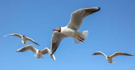 A flock of seagulls in flight against a blue sky.の写真素材