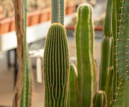 Cactus plant in the arboretum. Natureの写真素材