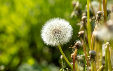 Fluffy dandelions in the park in nature. close-up