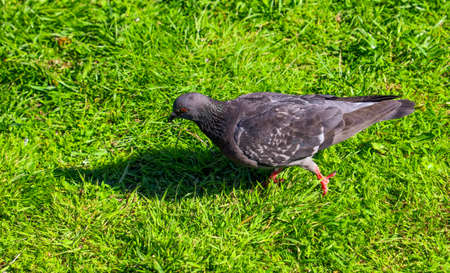 Dove on the lawn in the park. Natureの写真素材