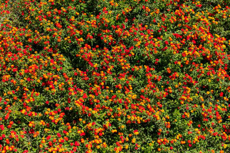 Red flowers on a plant in the park. Natureの写真素材