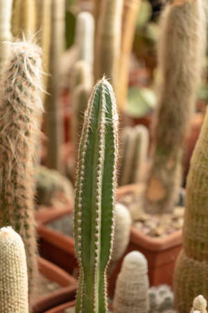 Cactus plant in the arboretum. Natureの写真素材