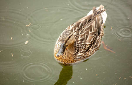 The duck floats on the water in the rain.の写真素材