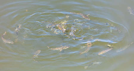 A flock of fish float on the surface of the water in the river.