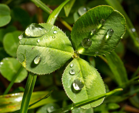 Drops of water on a green clover leaf. Macroの写真素材