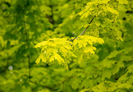 Green leaves on a tree in nature as a background.