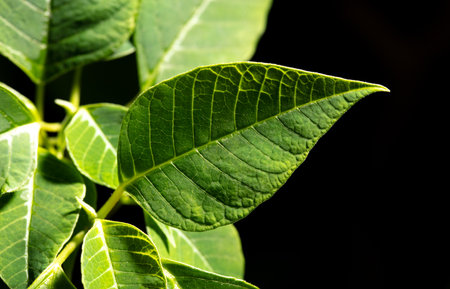 Green leaves on a tree isolated on a black background. close-up