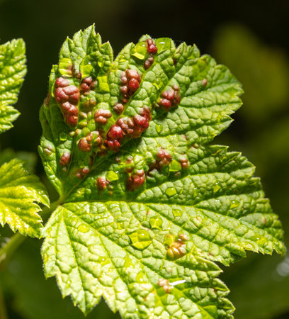 Disease on a currant leaf in nature. close-upの写真素材