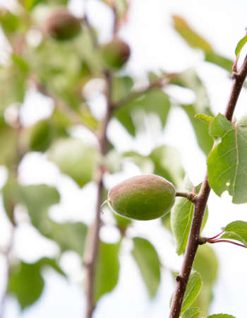 Green apricot fruits on a tree in nature.の写真素材