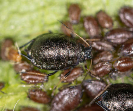Small black aphids on a green leaf of a tree. Macroの写真素材