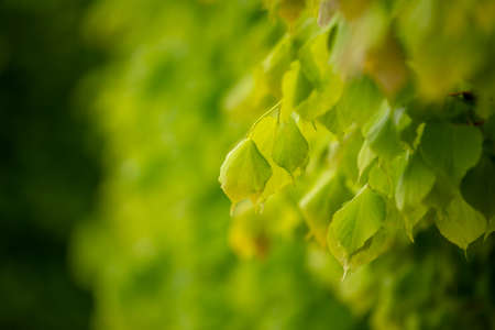 Green leaves on a tree in nature as a background.