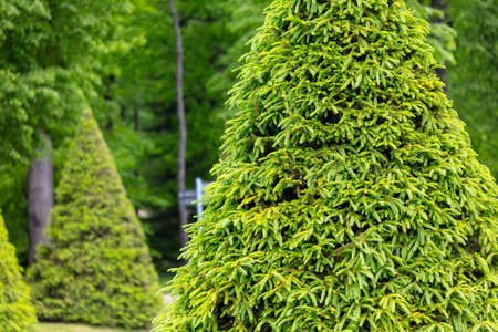 Green coniferous tree in the park in summer. Natureの写真素材