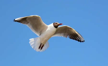 Portrait of a seagull in flight against a blue sky.