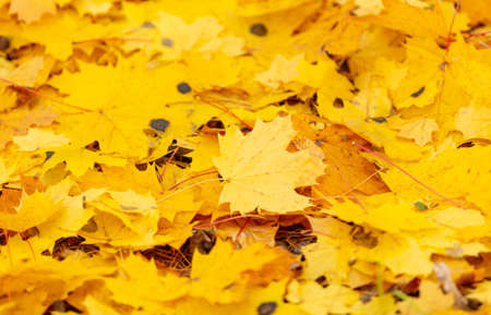 Yellow autumn leaves lie on the ground in autumn. backgroundの写真素材