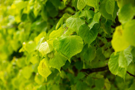 Green leaves on a tree in nature as a background.