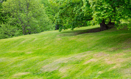Green lawn on a hill in the park. Nature