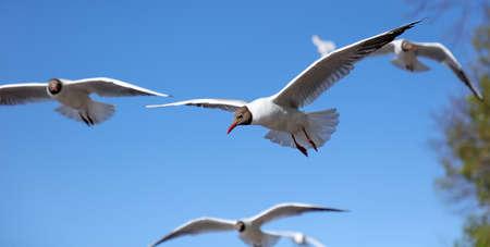 A flock of seagulls in flight against a blue sky.
