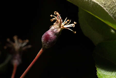 Small spring apple on a black background. Macro