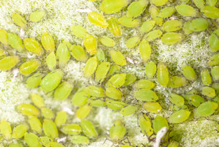 Small green aphids on a tree leaf. Macroの写真素材