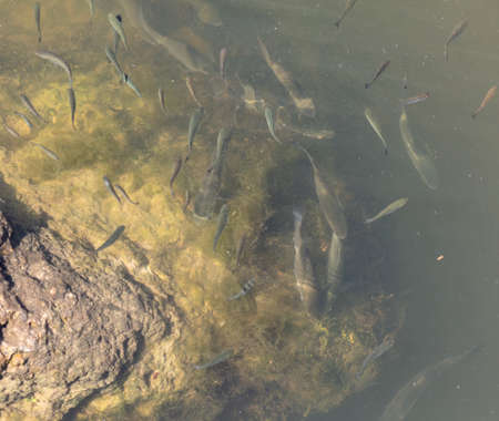 A flock of fish float on the surface of the water in the river.の写真素材