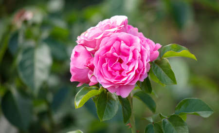Beautiful decorative rose in the park. close-upの写真素材