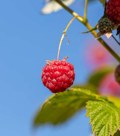 Ripe red raspberries in nature. close-upの写真素材