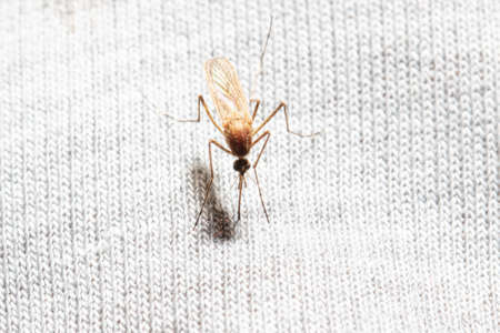 A mosquito drinks blood through a gray cloth. Macroの写真素材