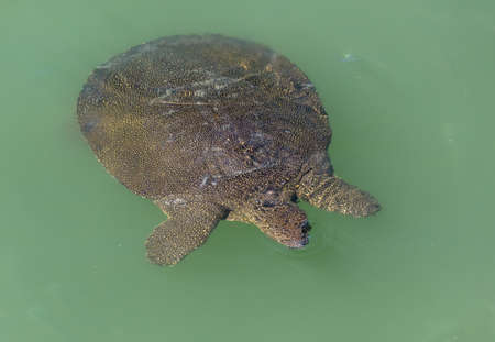 Sea turtle swims in the water. animalの写真素材