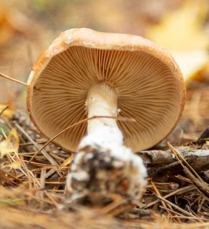 Mushrooms on the ground in the forest in autumn. Nature