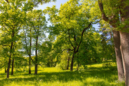 Green leaves on the trees in the park.