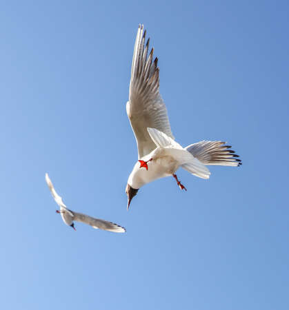 A flock of seagulls in flight against a blue sky.