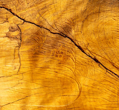 Tree slice as an abstract background. Textureの写真素材