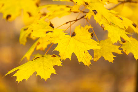 Yellow maple leaves in the forest in autumn. Natureの写真素材