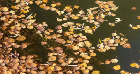 Leaves on the surface of the water in autumn. Natureの写真素材