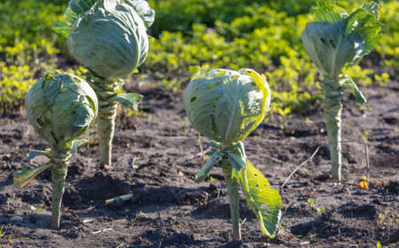 Cabbage in the garden beds. Natureの写真素材
