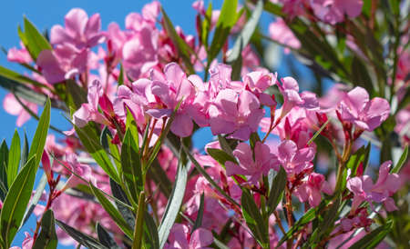 Pink flowers on a tree against a blue sky. Natureの写真素材